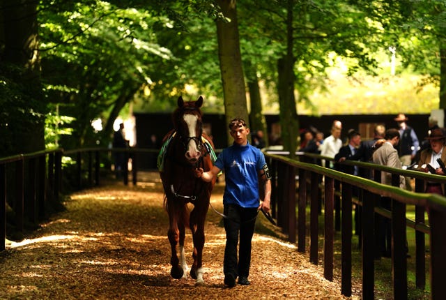 Seagulls Eleven in the parade ring before the Superlative Stakes 