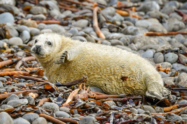 The seal pup