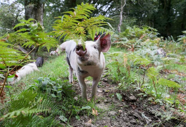 pigs wandering around in the New Forest hunting for acorns