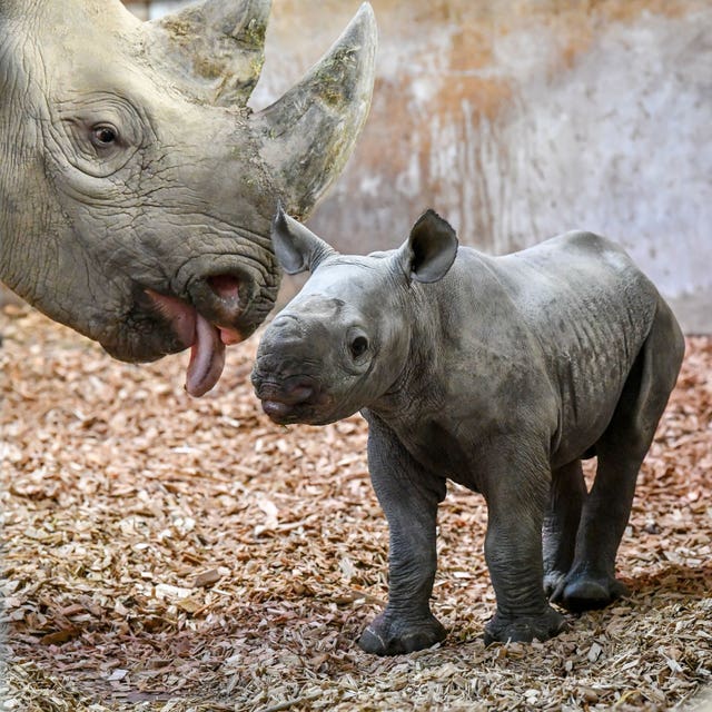 Baby black rhinoceros