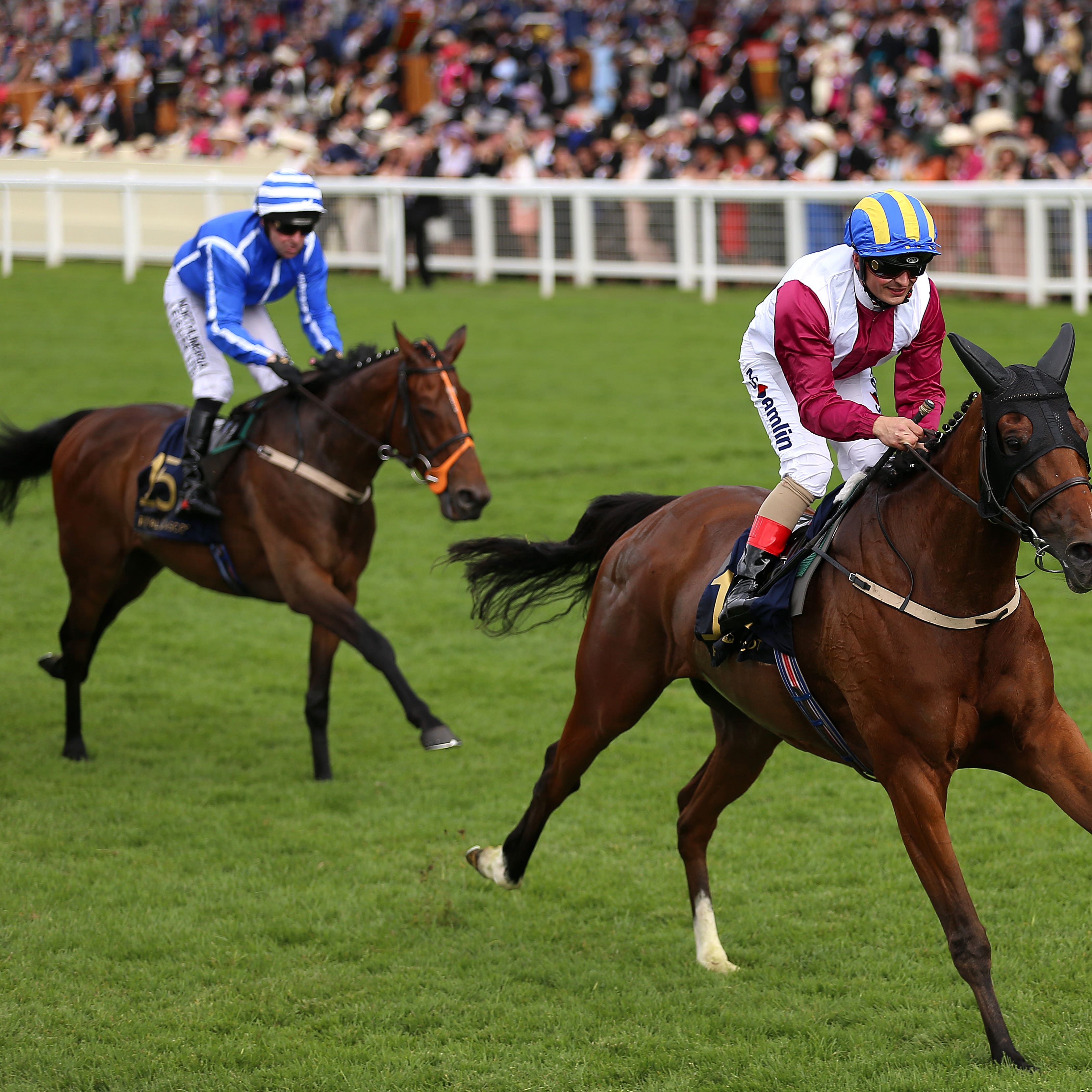 Stratum (in blue) finished behind stablemate Lagostovegas at Royal Ascot