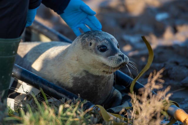 Seal pups released back into the wild