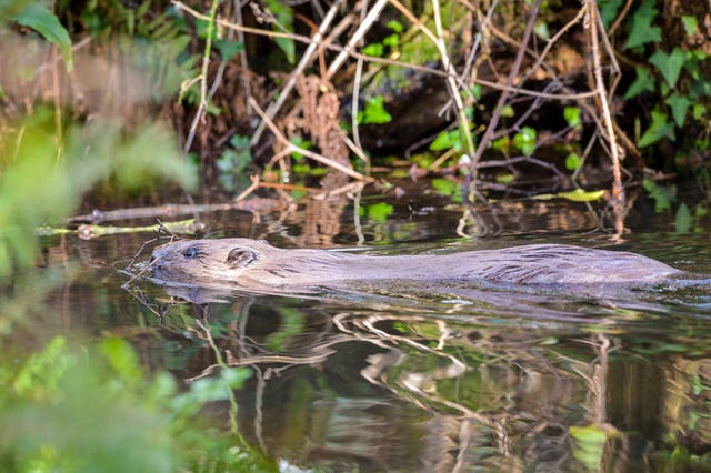A beaver swimming through the water close to a bank