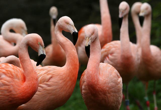 Flamingos 