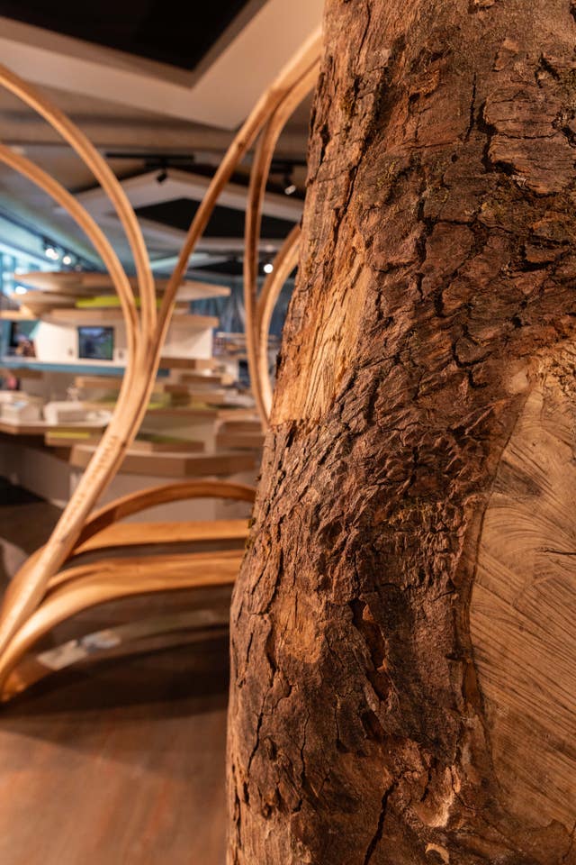 Sycamore Gap tree trunk installation