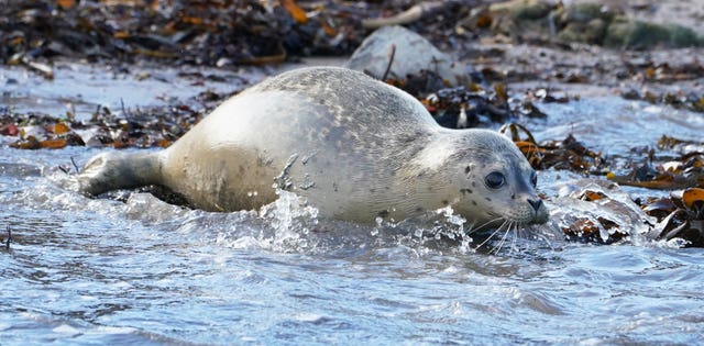 Staff from British Divers Marine Life Rescue (BDMLR) and Tynemouth Aquarium release a seal pup at St Mary’s Lighthouse in Whitley Bay, it was rescued after being found abandoned on the North East coast