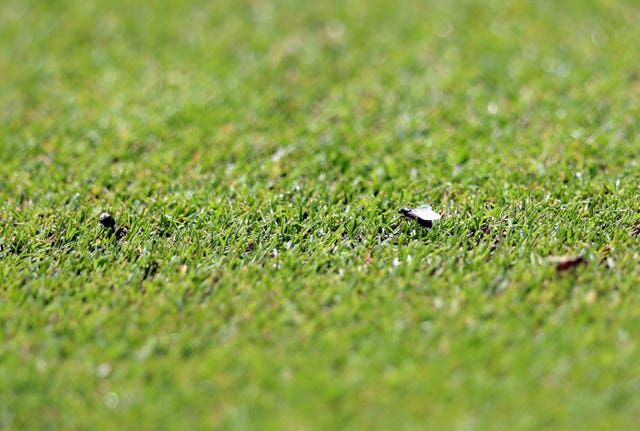 Flying ants on the grass at Wimbledon