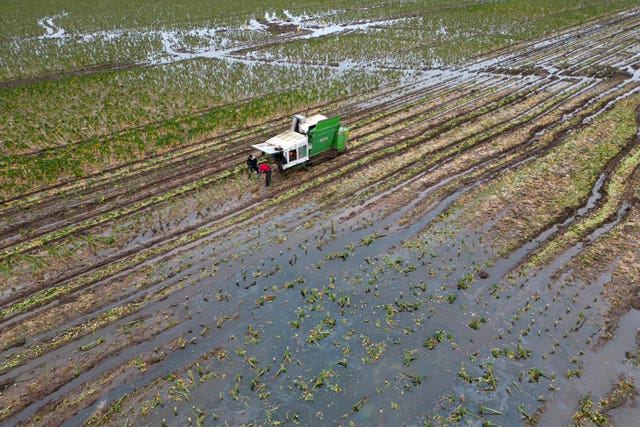 Brussels sprouts being harvested in a flood-hit field