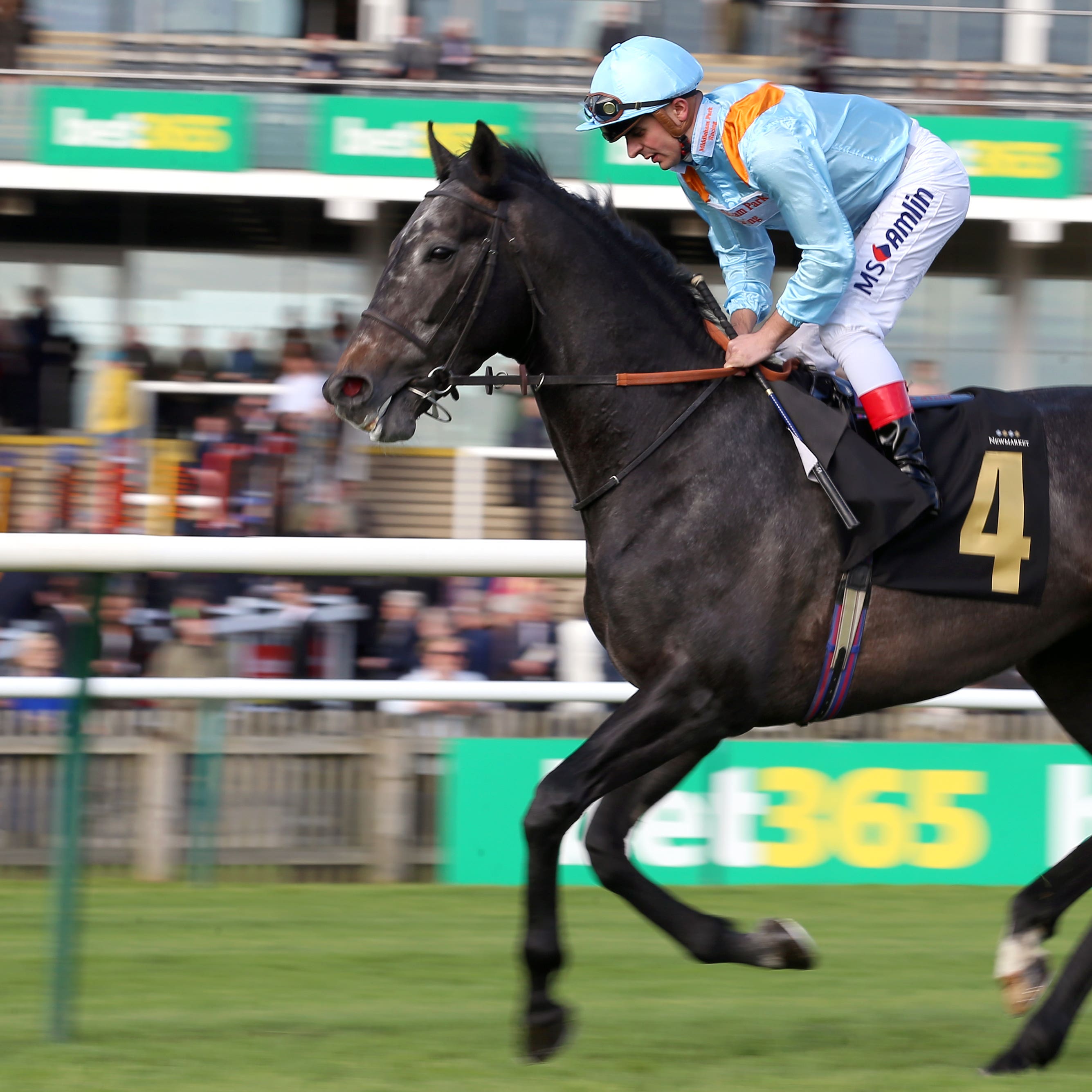 Dark Acclaim who runs in the Italian Derby (Nigel French/PA)