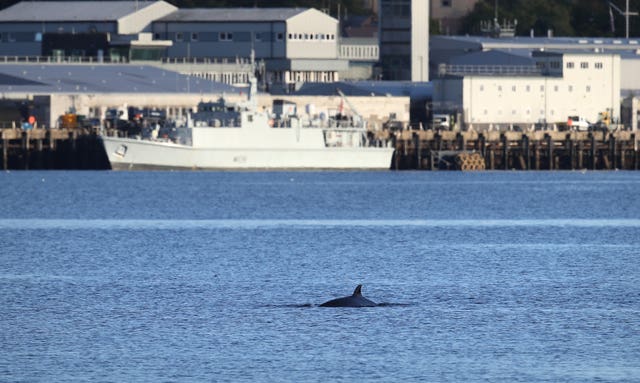 Bottlenose whales in the Clyde