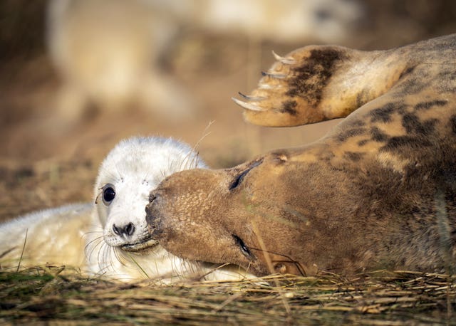 A mother with her baby seal pup, as grey seals return to Donna Nook National Nature Reserve in Lincolnshire, where they come every year in late October, November and December to give birth 
