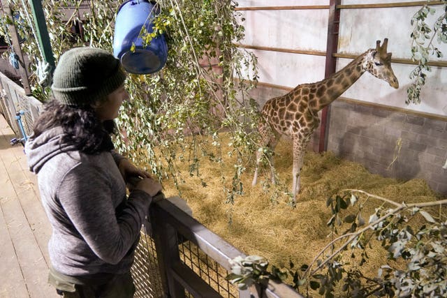 New giraffe at Blair Drummond Safari