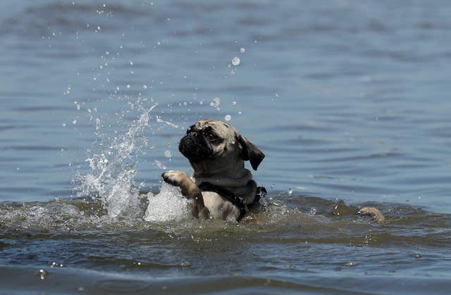 A dog swimming