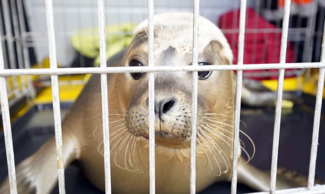 Staff from British Divers Marine Life Rescue (BDMLR) and Tynemouth Aquarium release Tarquin the seal pup at St Mary’s Lighthouse in Whitley Bay, it was rescued after being found abandoned on Seaham beach in Durham