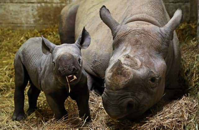 Black rhino calf