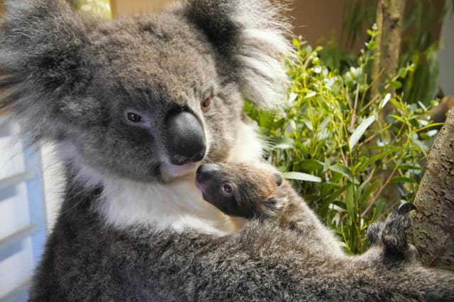 Koala born at Longleat