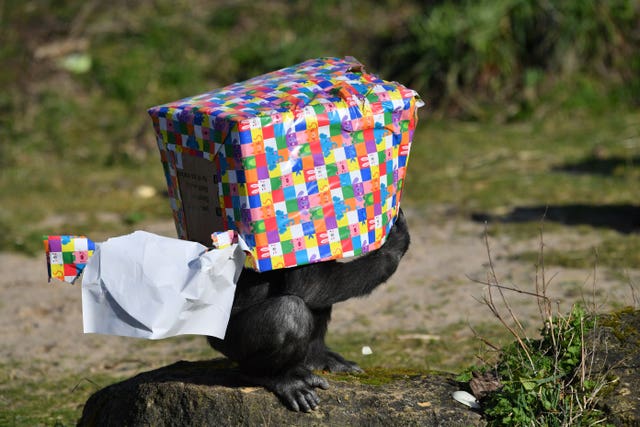 Ceasarean gorilla celebrates fourth birthday