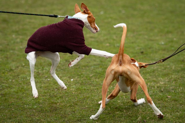 Crufts Dog Show – Day Three