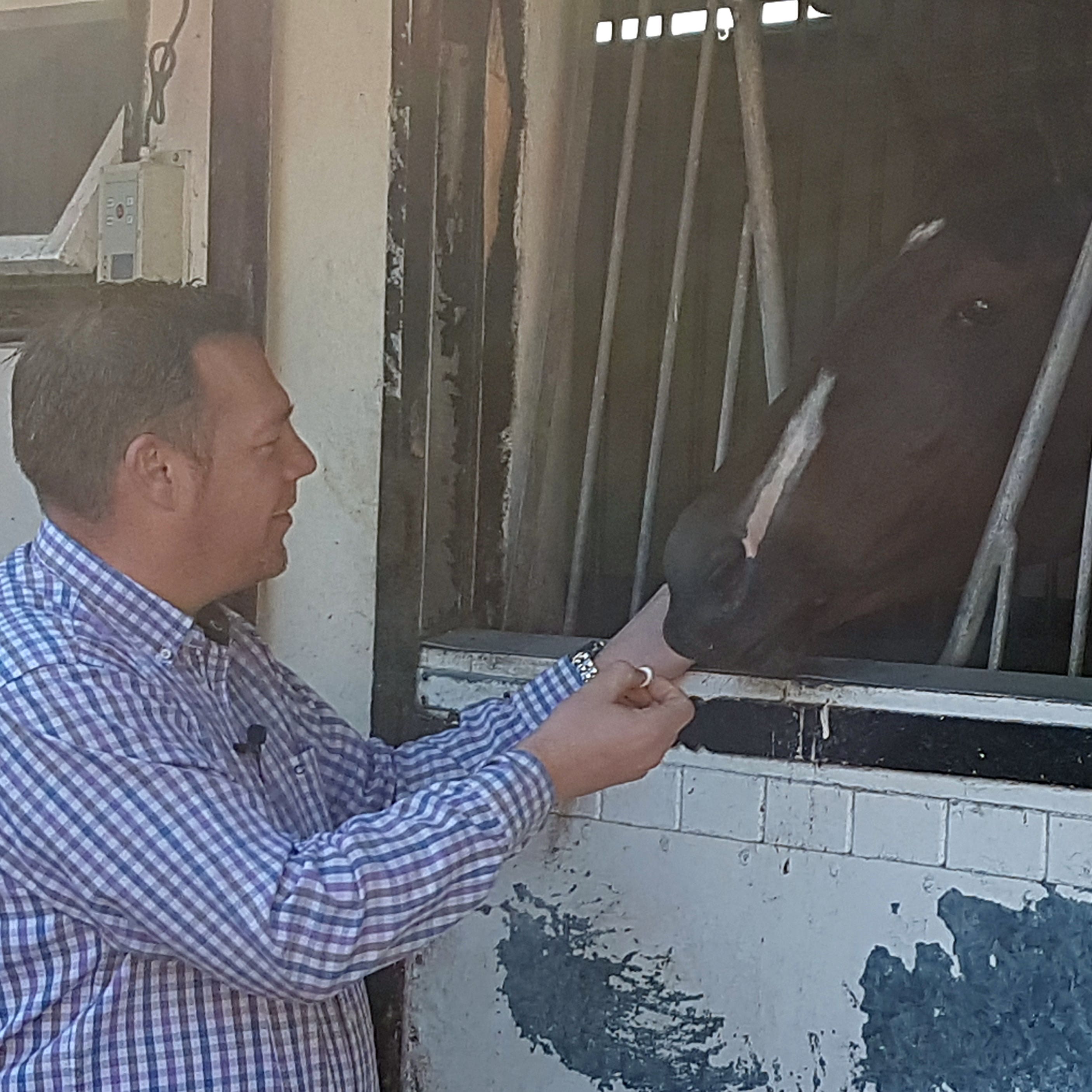 Owner John Dance gives Laurens a sweet in her box at Karl Burke’s yard in Leyburn