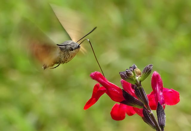 Humming Surprise by Thomas Easterbrook