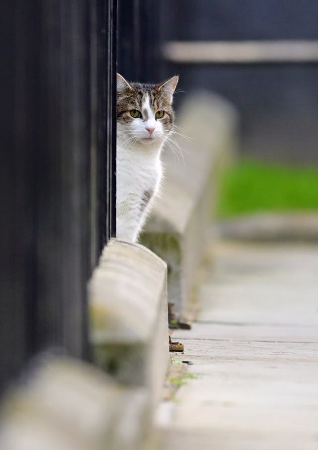 Larry the Downing Street