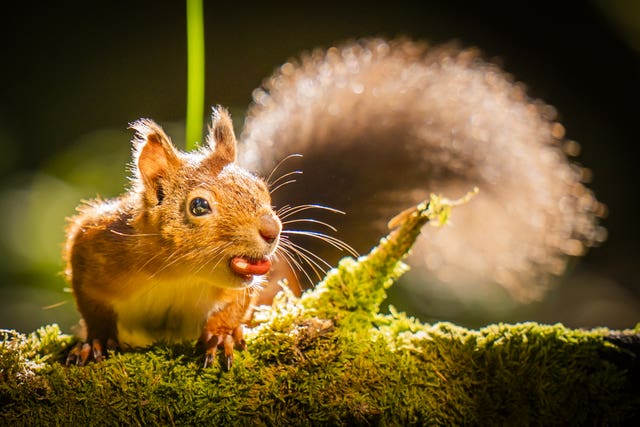 A red squirrel with a nut in its mouth, sitting on a moss-covered tree branch