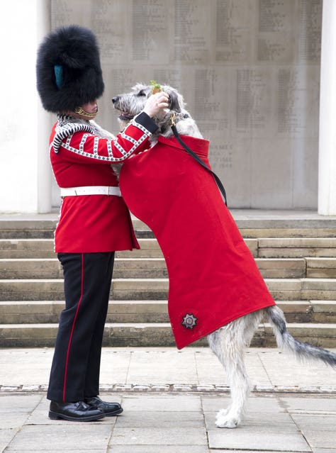 Irish Guards mascot to partake in first ceremonial engagement | Royal ...