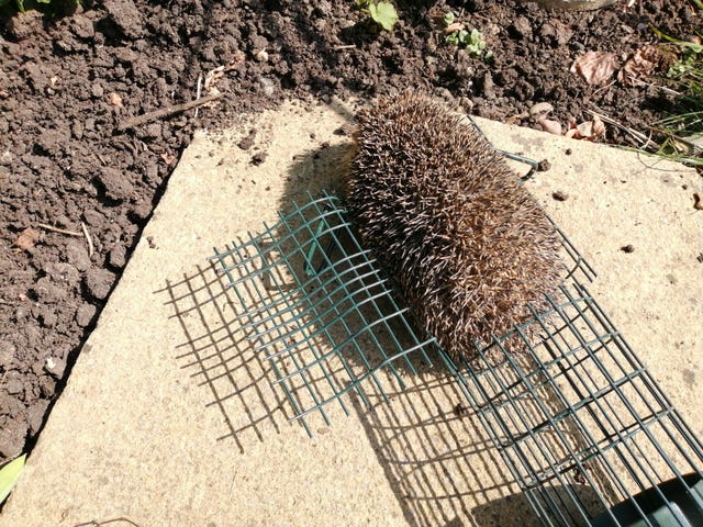 Hedgehog rescued from bird feeder