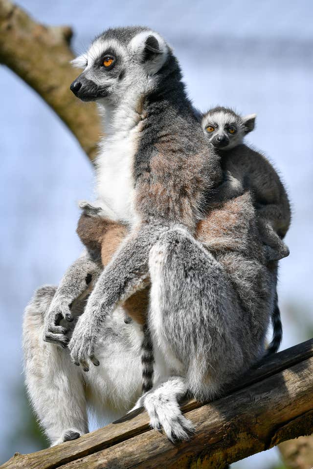 Two baby ring-tailed lemur twins cling to their mum at Bristol Zoo Gardens (Ben Birchall/PA)