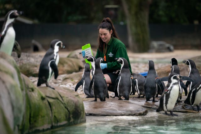 Penguins at the zoo stocktake