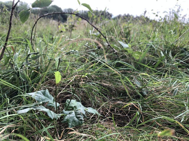 A sapling on former arable land at Wild Ken Hill in Norfolk