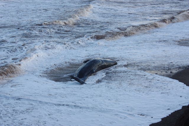 Whales washed up on East Yorkshire beach