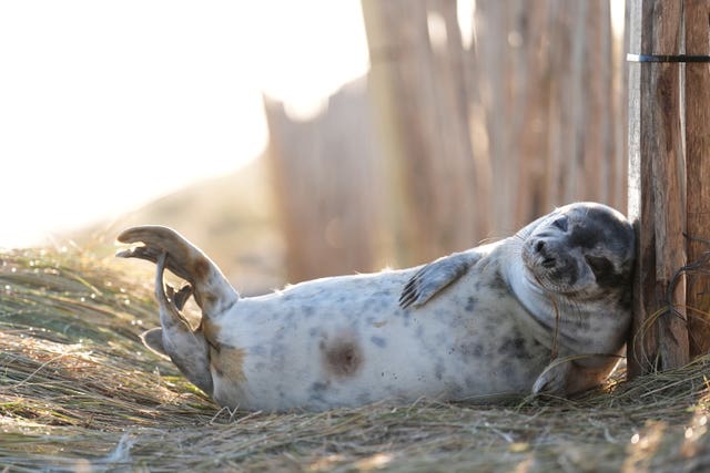 A young grey seal scratches against a post in the dunes at Horsey in Norfolk