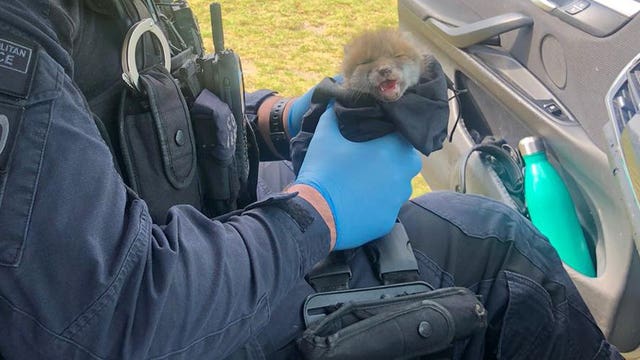 Wounded fox cub London rescue