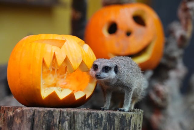 A meerkat near some pumpkins at Blair Drummond Safari Park