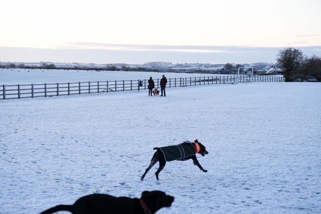 Dogs run across snow-covered fields