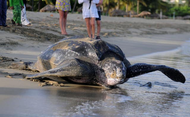 A leatherback sea turtle