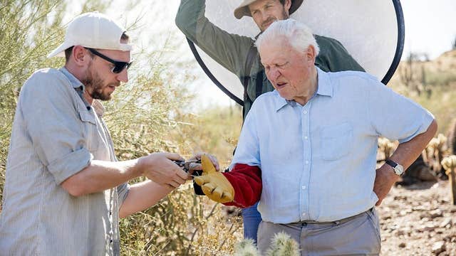David Attenborough spiked by a cactus