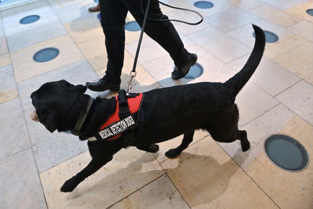 A dog is put through its paces during the demonstration to detect Covid-19. Justin Tallis/PA Wire