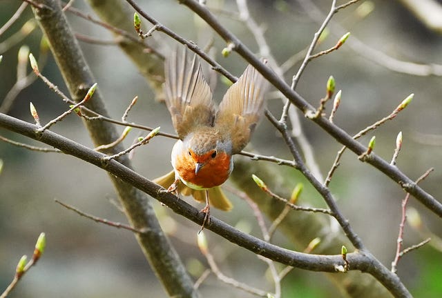 A robin takes flight 