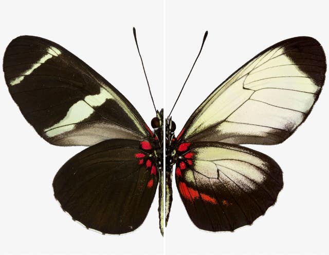 Butterfly gene-editing study