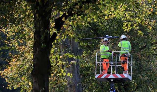 Tree felling in Sheffield