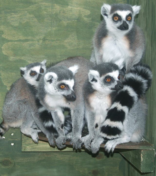 The Tropiquaria Zoo has a number of lemurs in its collection (Tropiquaria Zoo/PA).