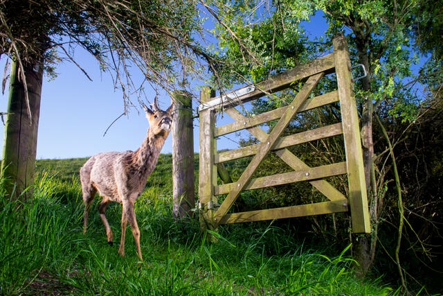 RSPCA Young Photographer Awards 2020