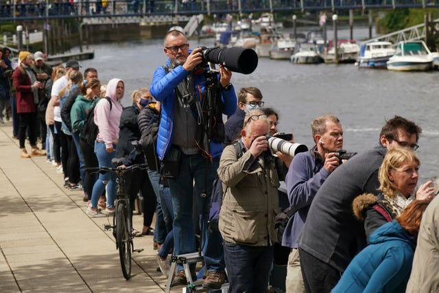 Minke whale in the Thames