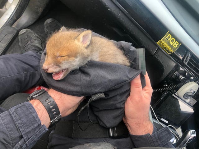Wounded fox cub London rescue
