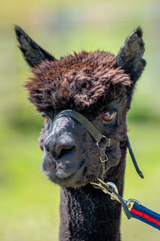 The alpaca is living in isolation at his owner's farm in Wickwar, South Gloucestershire (Ben Birchall/PA).
