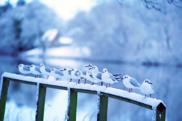Gulls standing on a snowy fence in Hexham
