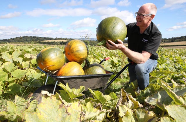 Pumpkin fields