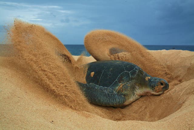 Ascension Island is home to endangered green turtles (Sam Weber/RSPB/PA)